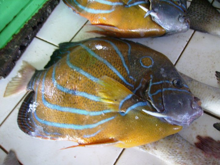 ikan karang pasar mentok